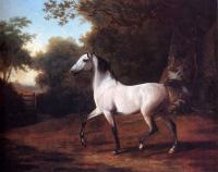 Agasse, Jacques-Laurent - A Grey Arab Stallion In A Wooded Landscape